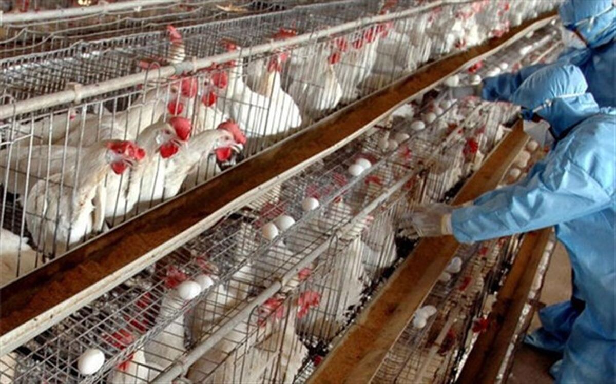 استان اردبیل از ویروس آنفلوانزای فوق حاد پرندگان پاک است