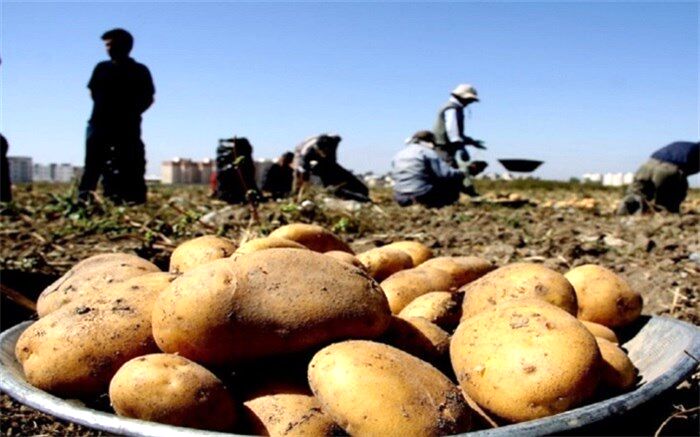 اقدام وزارت جهادکشاورزی برای کاهش قیمت سیب‌زمینی