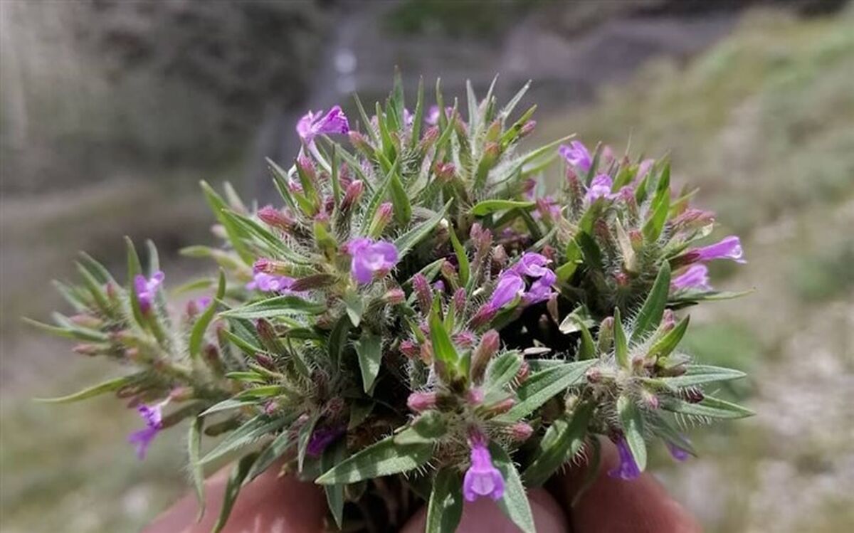 خواص عجیب کاکوتی
