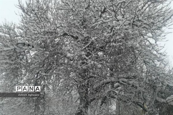 طبیعت برفی و هوای پاک در روستای بیدهند قم
