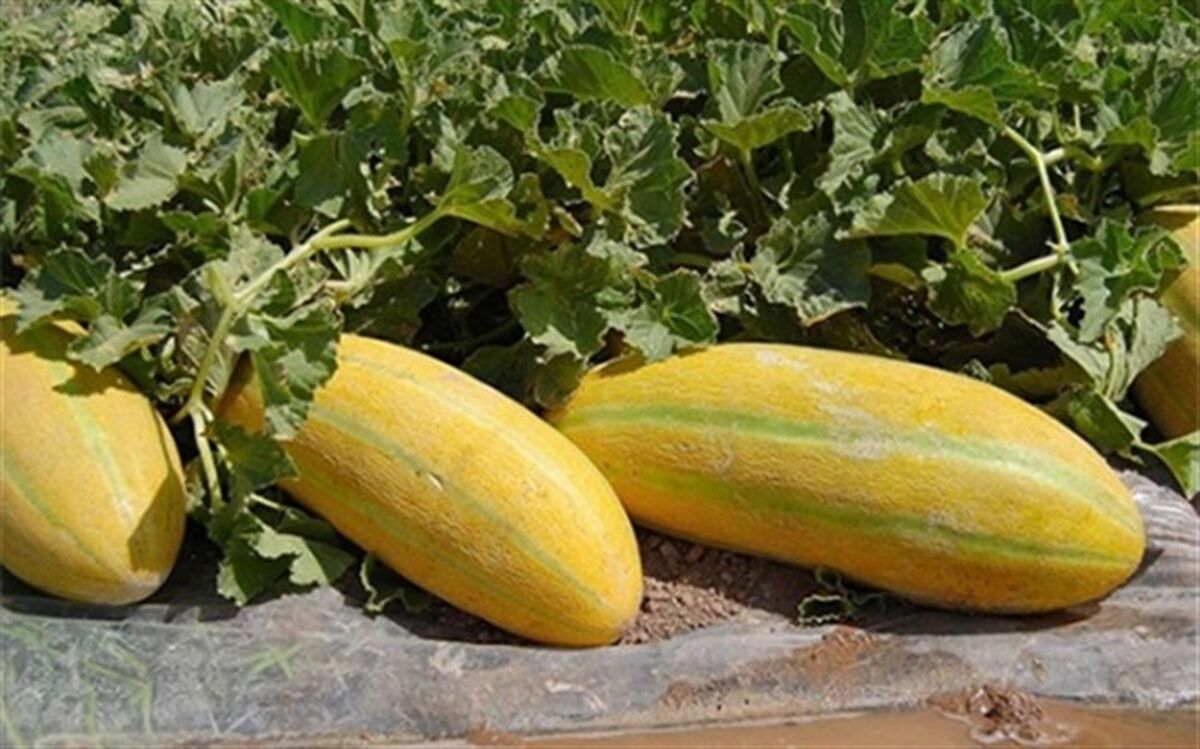 خواص عجیب از خربزه که کمترین شنیده‌اید