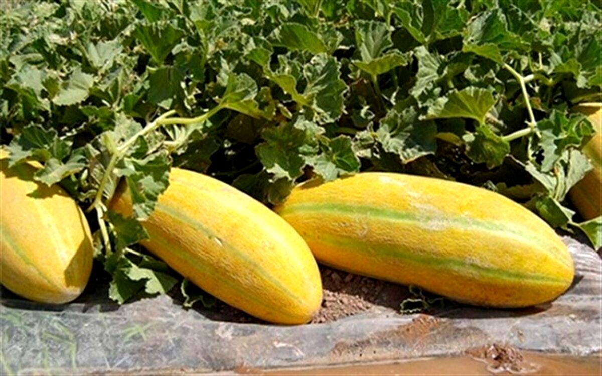 خواص عجیب از خربزه که کمترین شنیده‌اید