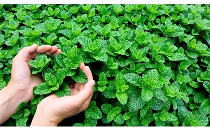 با خواص عجیب گیاه نعناع آشنا شوید