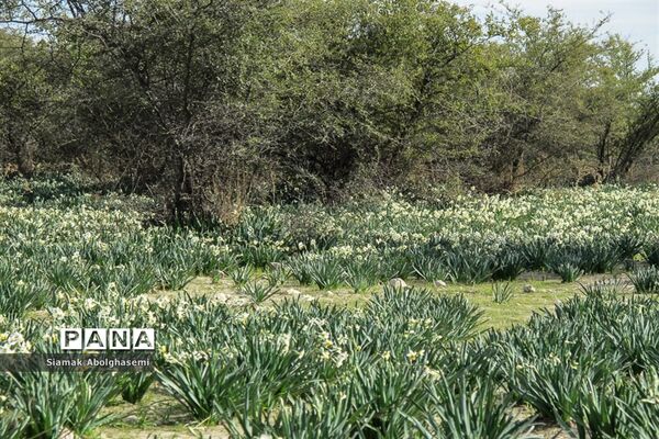 نرگس‌زارهای کازرون