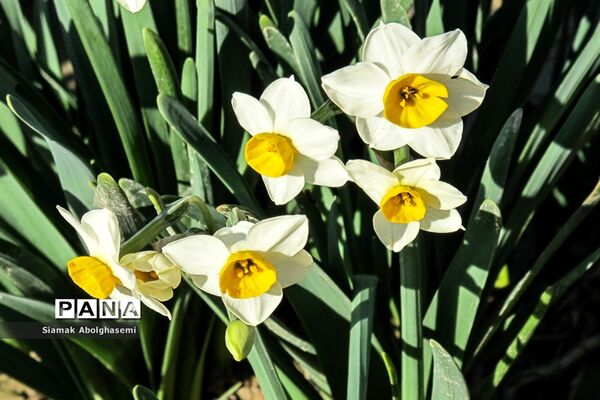 نرگس‌زارهای کازرون