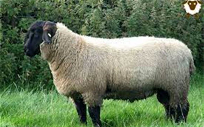 افتتاح پروژه 500 راسی پرورش دام سبک ژن دار در نیشابور