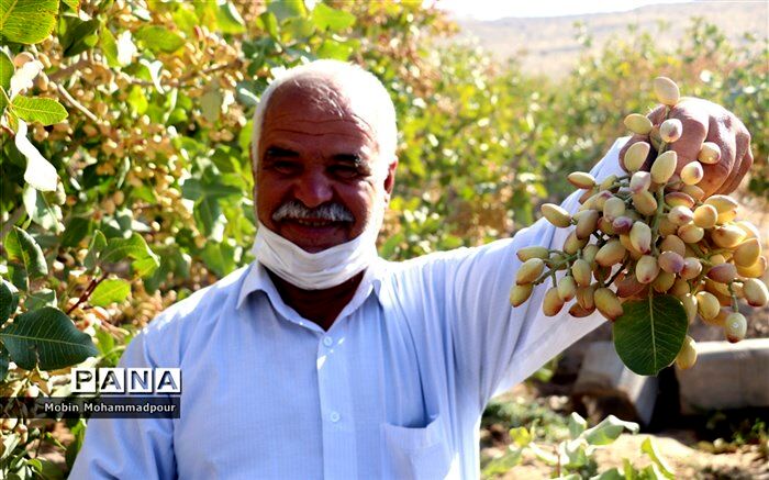 اولین گام وزارت جهاد کشاورزی برای صدور شناسنامه باغات کشور