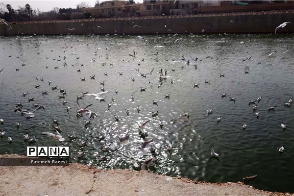 پرندگان مهاجر میهمان این روزهای شیراز