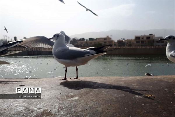 پرندگان مهاجر میهمان این روزهای شیراز