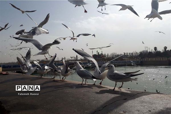 پرندگان مهاجر میهمان این روزهای شیراز
