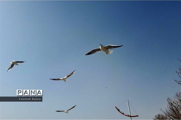 پرندگان مهاجر میهمان این روزهای شیراز