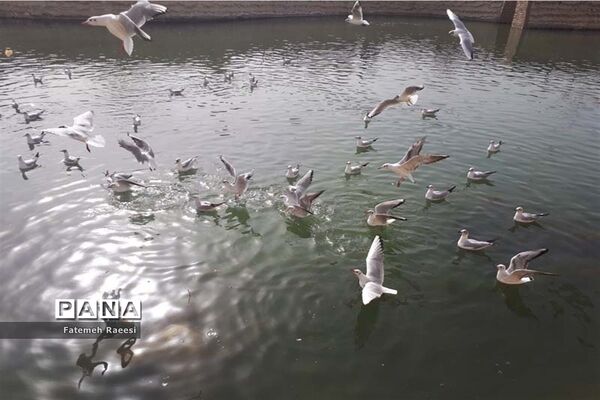 پرندگان مهاجر میهمان این روزهای شیراز