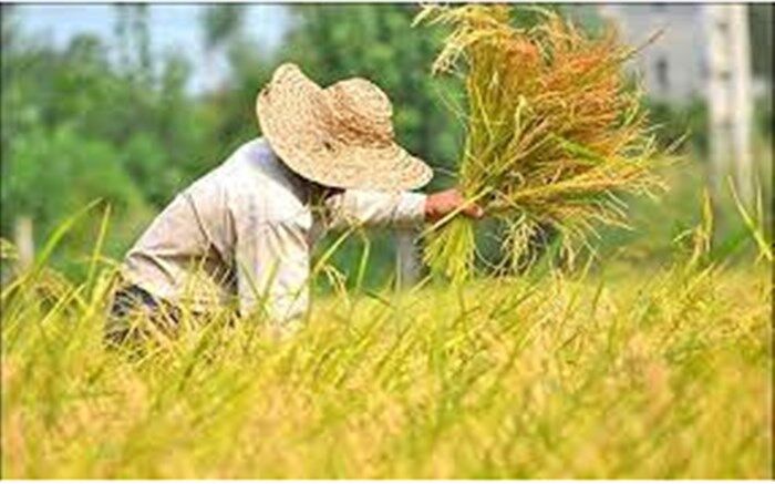 مسیر دولت سیزدهم برای تحقق وعده خودکفایی در تولید برنج