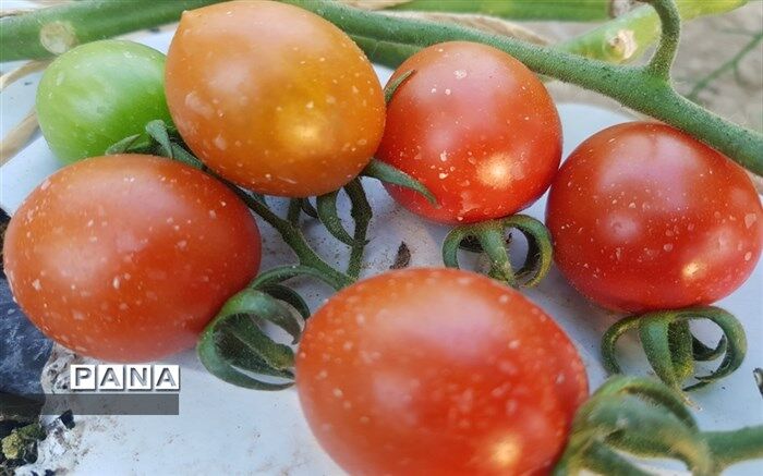 آموزش بذرگیری گوجه‌فرنگی در خانه