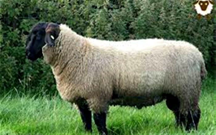 عوارض دام ها چه میزان تعیین شد؟