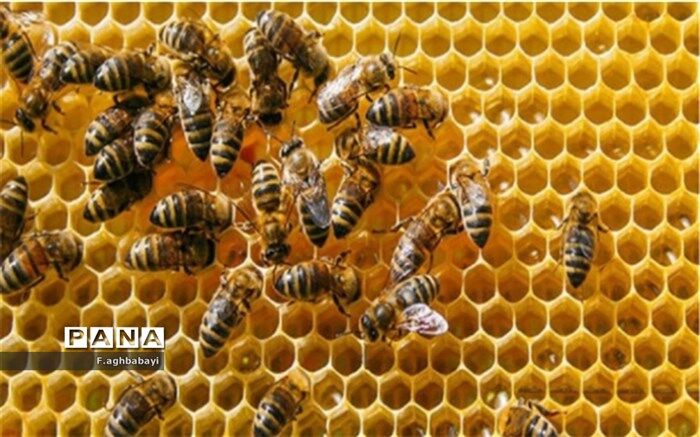 دوره آموزشی پرورش زنبور عسل در شهرستان بن