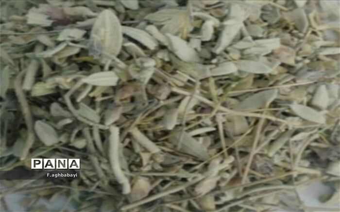 خواص بی‌نظیر اسطو خودوس