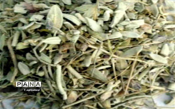 خواص بی‌نظیر اسطو خودوس