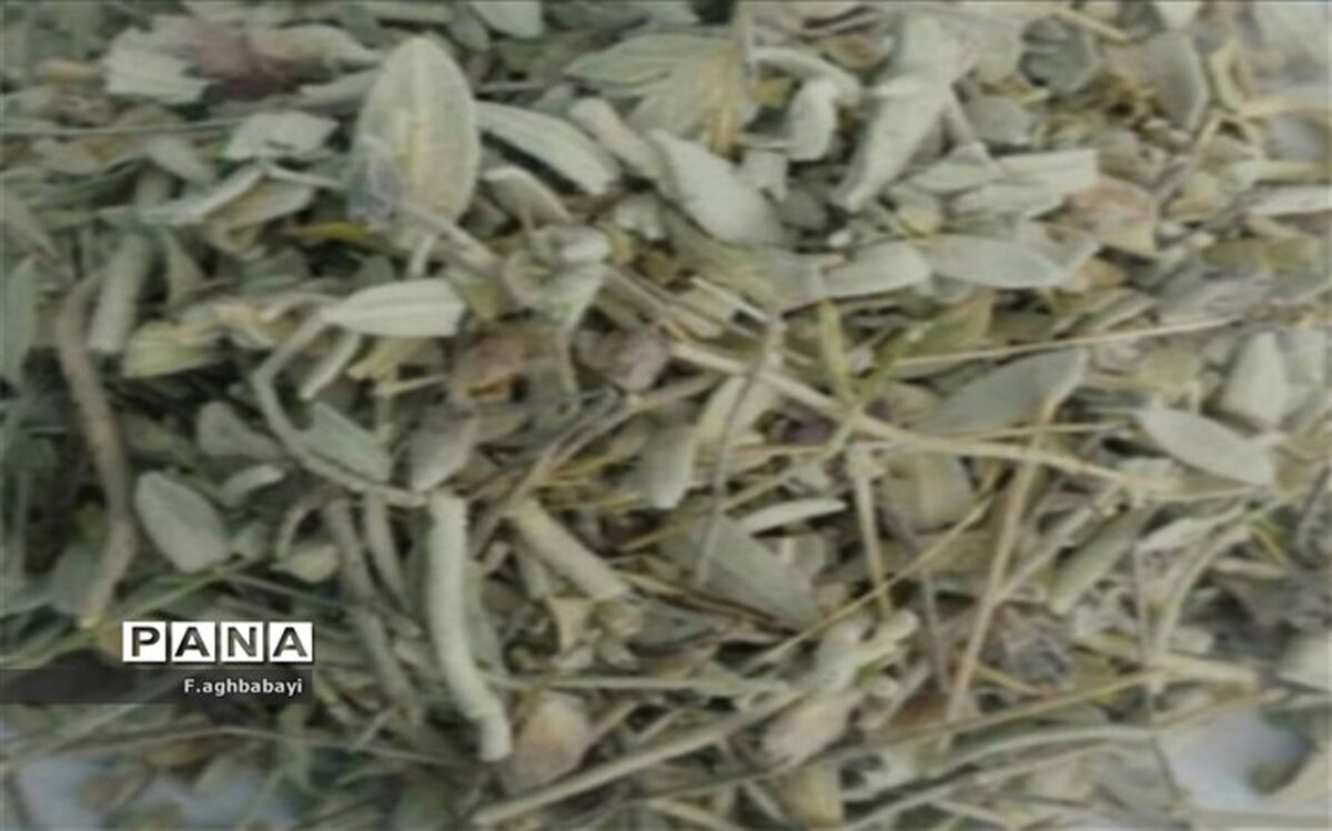 خواص بی‌نظیر اسطو خودوس