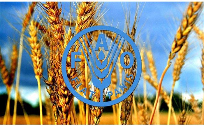 پیش‌بینی افزایش ۳۴ درصدی تولید غلات ایران و کاهش ۲۵ درصدی واردات