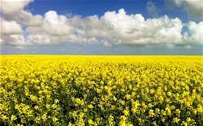 پرداخت مابه التفاوت قیمت به فروشندگان کلزا