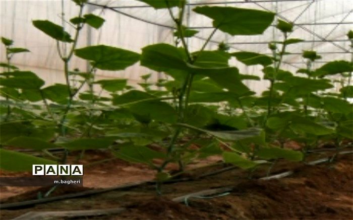 روند روبه رشد احداث گلخانه در شهر کاج
