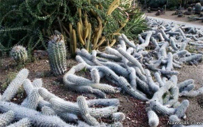 خودکشی کاکتوس برای راه رفتن