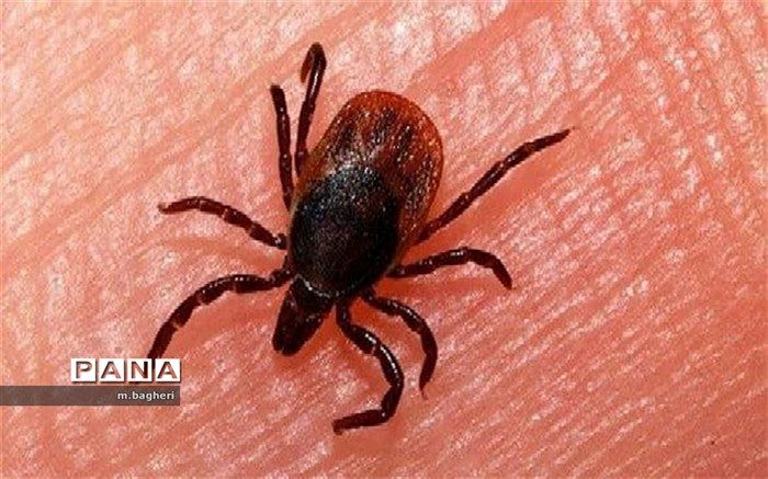 شیوع بیماری تب کریمه کنگو