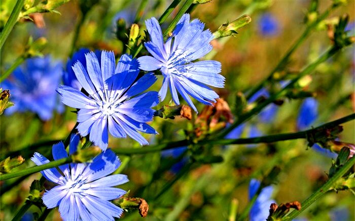 کاسنی؛ از روده و قندخون تا پوست و کاهش وزن