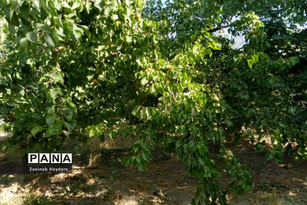 برداشت محصولات کشاورزی در باغات شهرستان ملارد