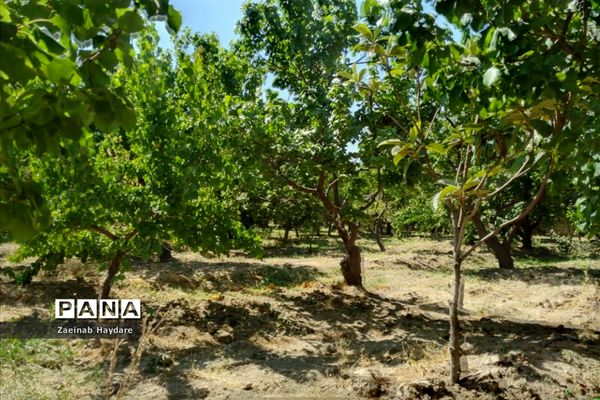 برداشت محصولات کشاورزی در باغات شهرستان ملارد