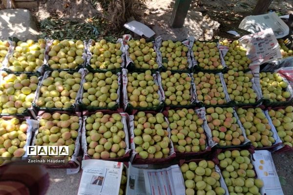 برداشت محصولات کشاورزی در باغات شهرستان ملارد