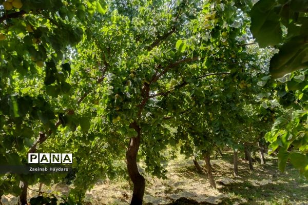 برداشت محصولات کشاورزی در باغات شهرستان ملارد