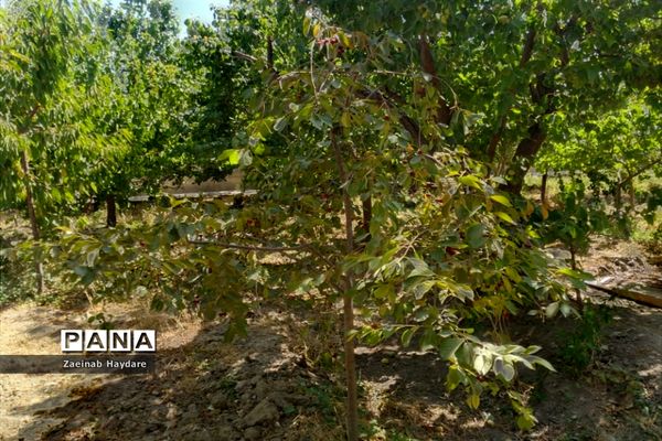 برداشت محصولات کشاورزی در باغات شهرستان ملارد