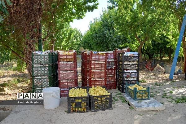 برداشت محصولات کشاورزی در باغات شهرستان ملارد