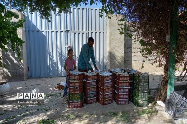 برداشت محصولات کشاورزی در باغات شهرستان ملارد