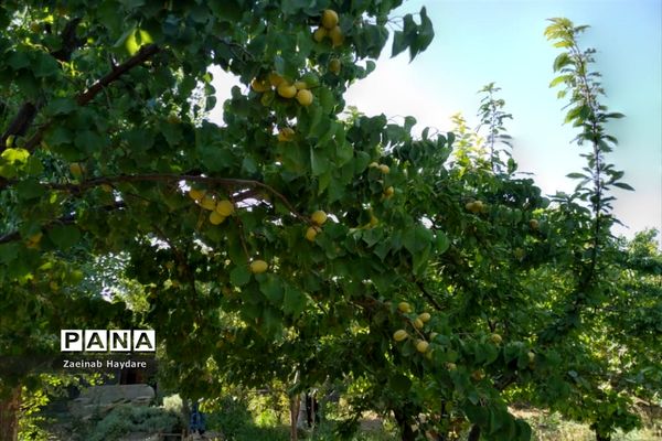 برداشت محصولات کشاورزی در باغات شهرستان ملارد