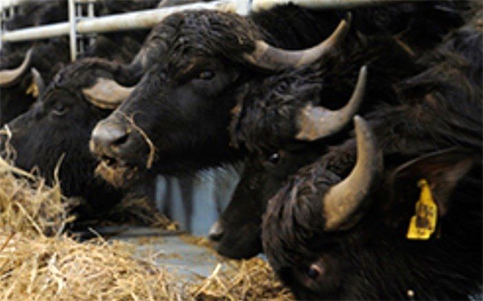 نجات گاومیش‌های کرخه با اجرای طرح‌های حمایتی