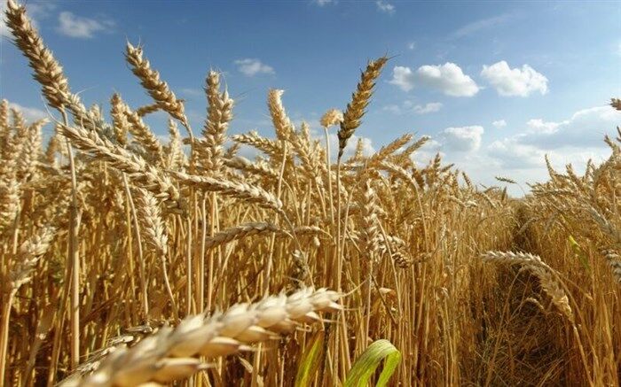آغاز برداشت گندم از ۲۷۴ هزار هکتار اراضی دیم و آبی در اردبیل