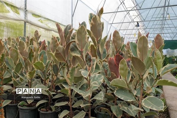 بازدید هنرجویان از گلخانه به‌مناسبت هفته جهاد کشاورزی در محمود‌آباد