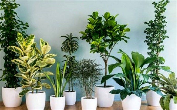 ‌گیاهان چه تاثیری روی تن‌درستی دارند؟