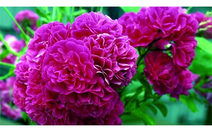 برگزاری جشنواره گل‌محمدی در روستای کلستان خلخال