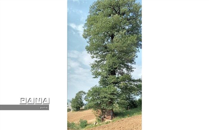 مالک درخت با مجوز منابع طبیعی آن را قطع کرد