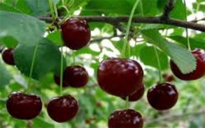 آلبالو برای چه کسانی مضر است؟