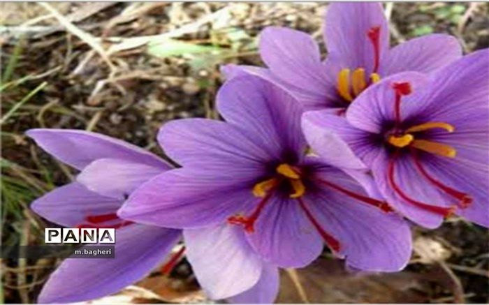 کاهش ۲۰ درصدی سطح کشت زعفران در سال جاری