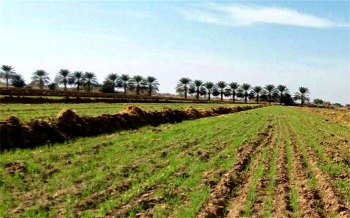 انجام ۵۹۰ هزار هکتار مبارزه با بیماری‌های گندم