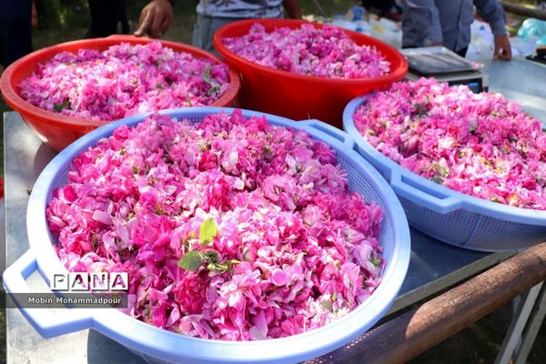دهمین جشنواره گل محمدی در روستای آمقان بخش عنصرود