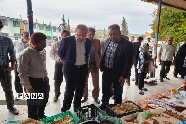اولین جشنواره پیاز دارابکلا