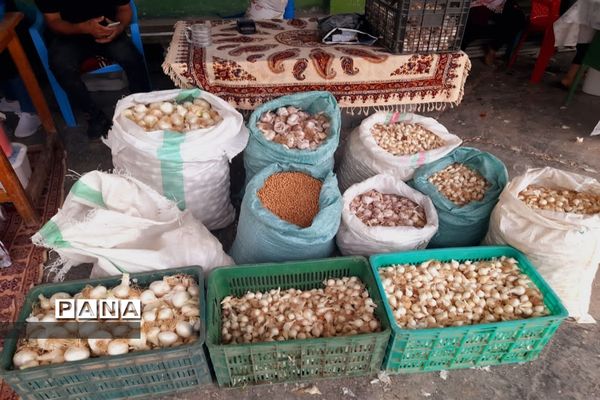 اولین جشنواره پیاز دارابکلا