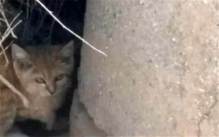 مشاهده یک قلاده گربه شنی در پناهگاه حیات‌وحش نایبندان طبس